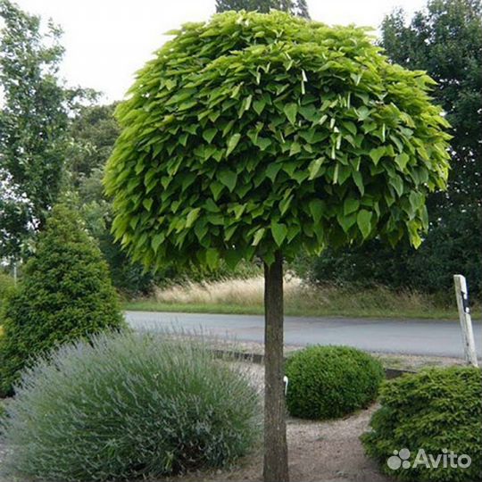 Катальпа шаровидная на штамбе