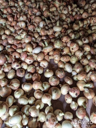 Огурцы свежие домашние