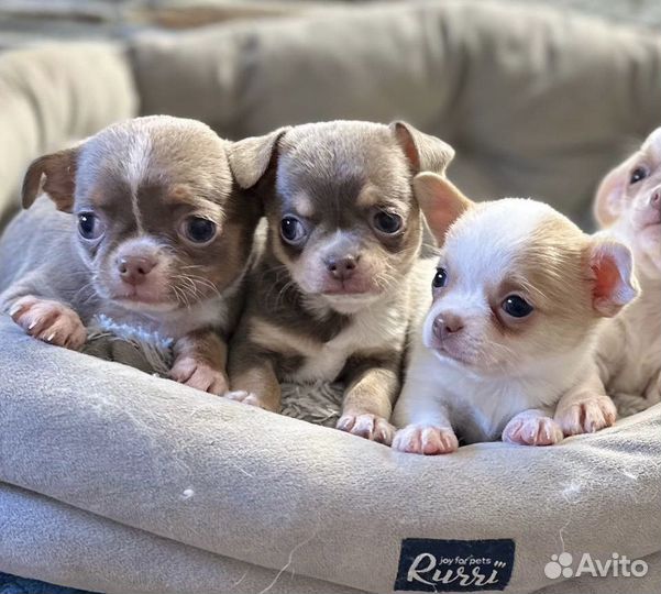 Щенки чихуахуа девочки