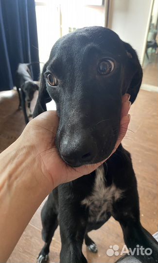 Щенки курцхаара