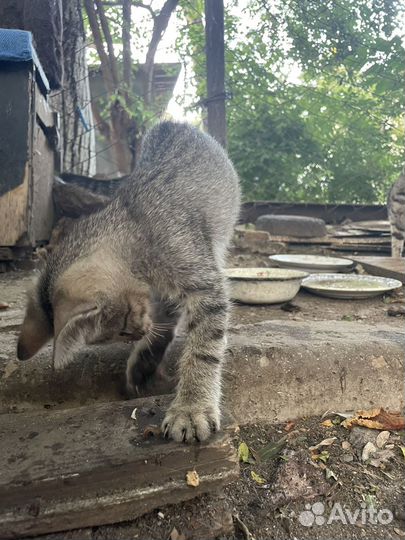 Котята ищут дом,бесплатно