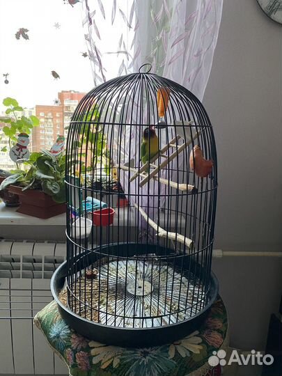 Попугай неразлучник с клеткой