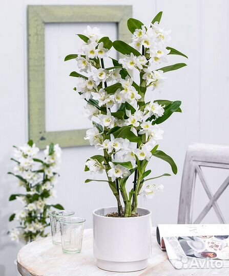 Орхидею Дендробиум