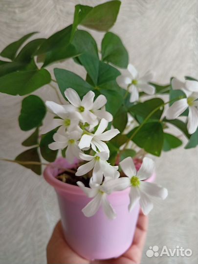 Кислица оксалис