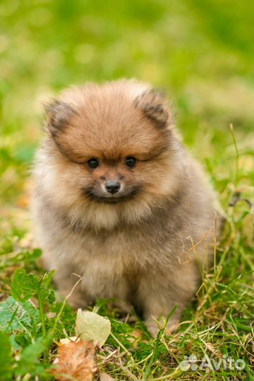 Щенок шпица