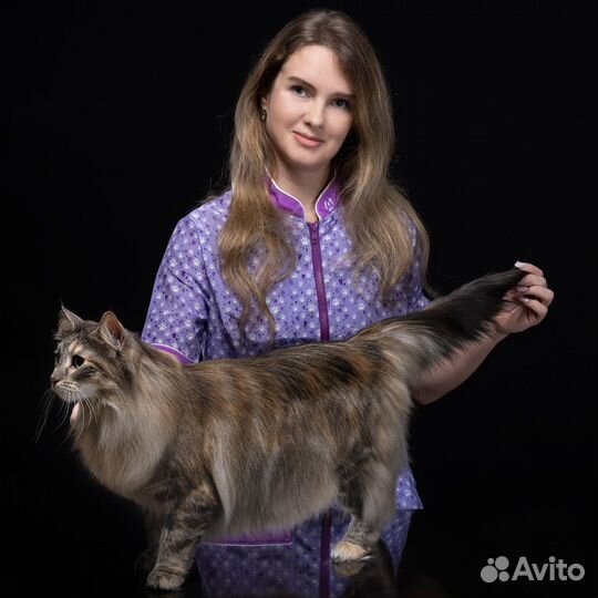 Стрижка собак и кошек выезд