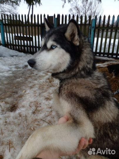 Собака Хаски