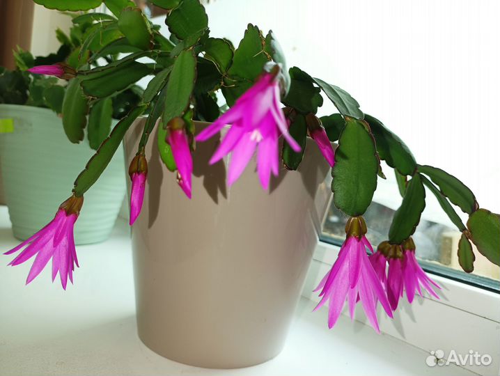 Лесной кактус рипсалидопсис), укоренённые черенки