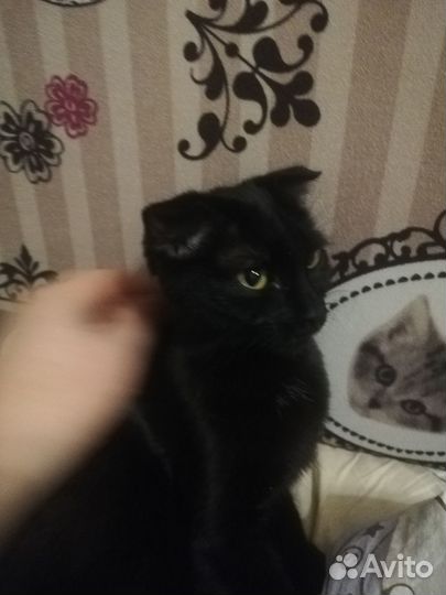 Найдена кошка