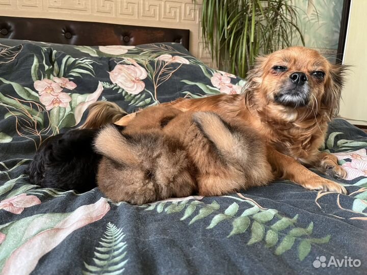 Отдам щенят в добрые руки