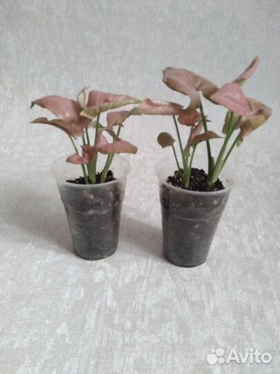 Сингониум Пинк и Батерфляй