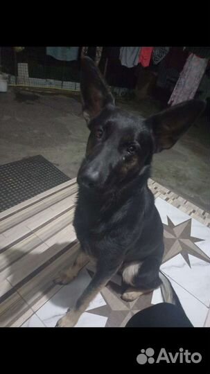 Вязка животных