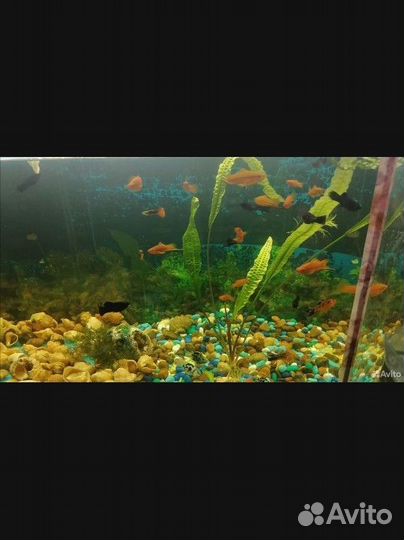 Аквариум