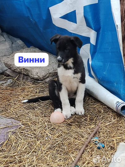 Щенки в добрые руки