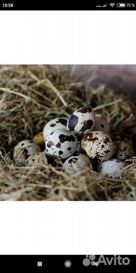 Яйца перепелиные домашние