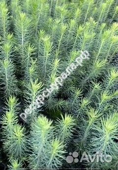 Сеянцы сосны ели зкс окс лиственница кедр голубая