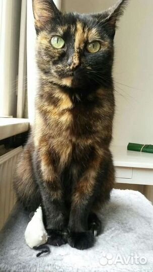 Кошка Маркиза