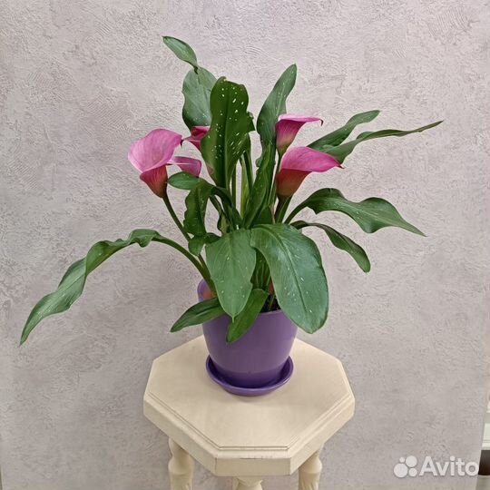 Горшечные цветы и горшки