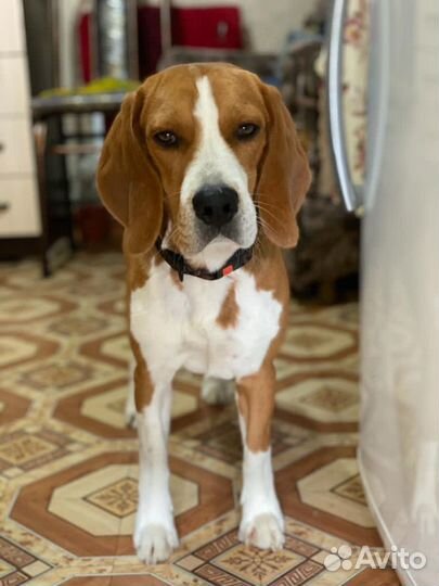 Бигль вязка