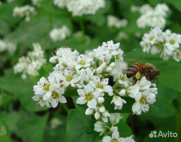 Мёд 24 года из Алтая оптом