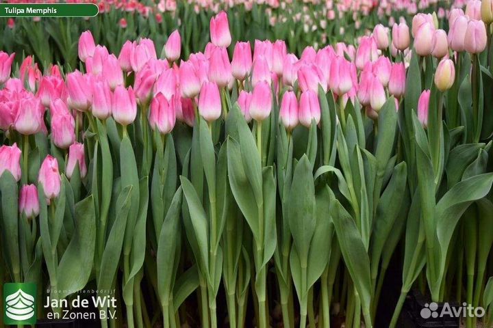 Луковицы тюльпанов