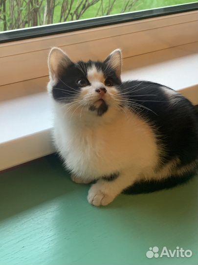 Котенок мальчик бесплатно