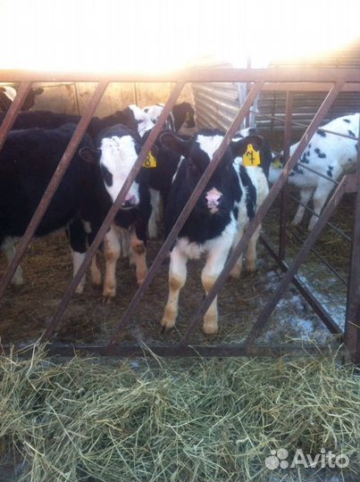 Телята бычки мясные