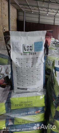 Семена кукурузы