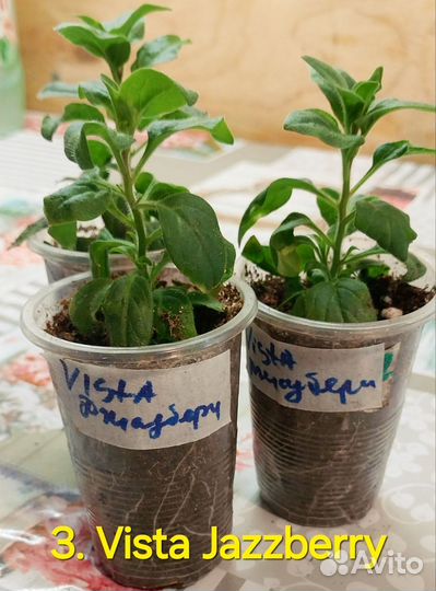 Вегетативная петуния