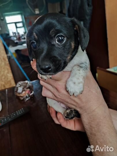 Щенки дорки