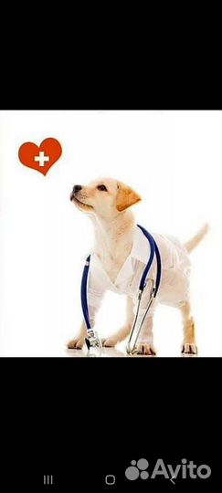 Ветеринарный врач.Опыт 26 лет. Лечу 16/7.Запись