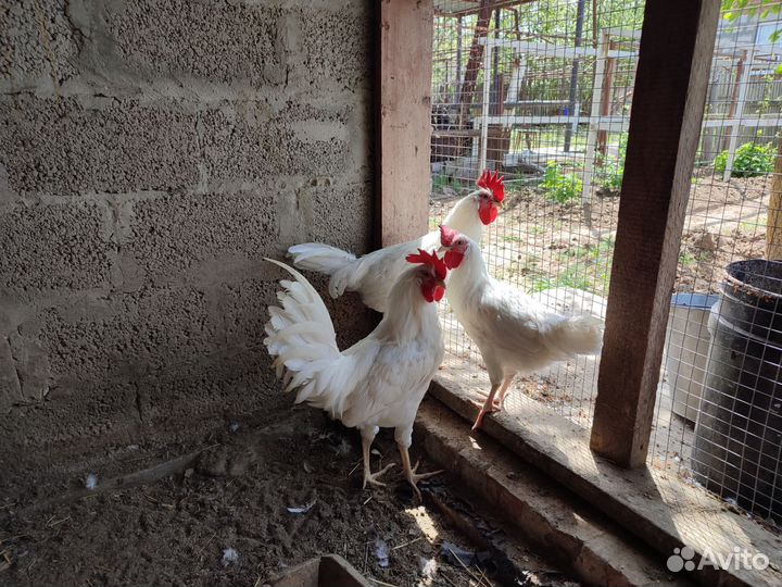 Молодые петухи