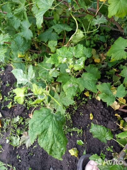 Черная смородина