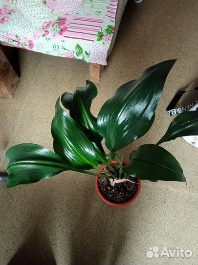 Эухарис амазонская лилия