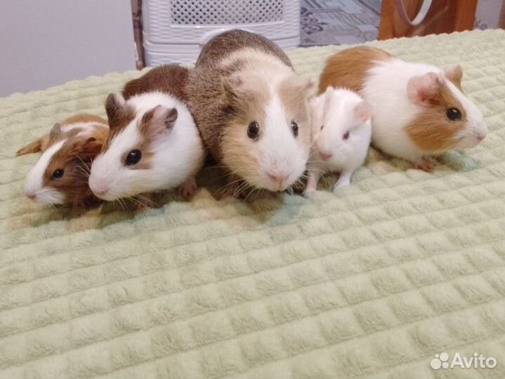 Морские свинки