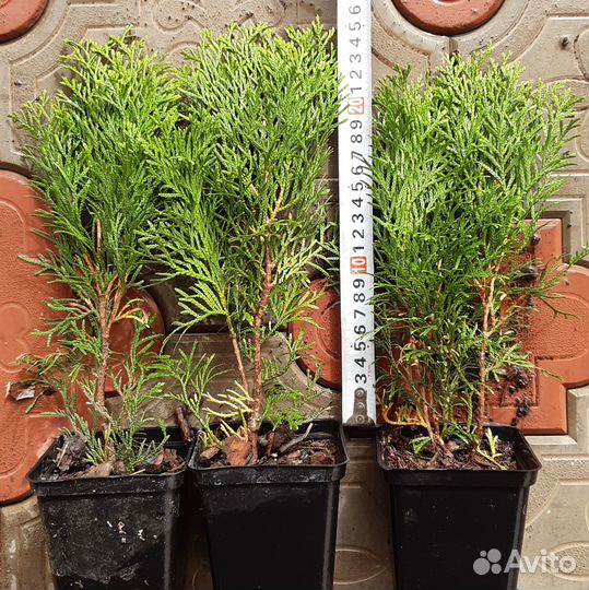 Туя смарагд