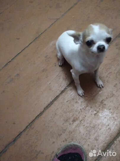 Вязка чихуахуа девочка