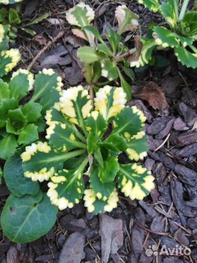 Камнеломка вариегатная