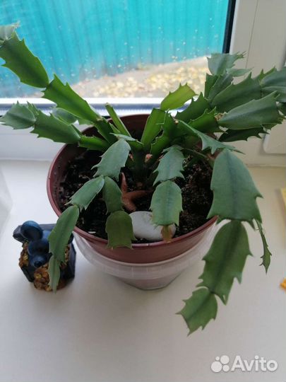 Сансевиерия и декабрист