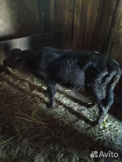 Продам бычков