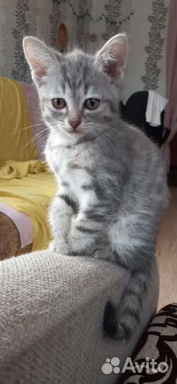 Кошки в добрые руки бесплатно