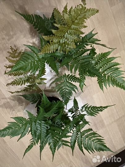 Папоротник птерис