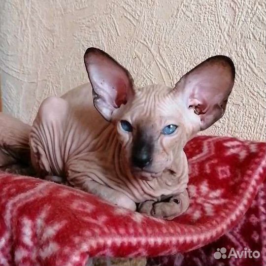 Котята петерболд