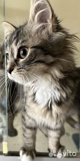 Спасите Катрин