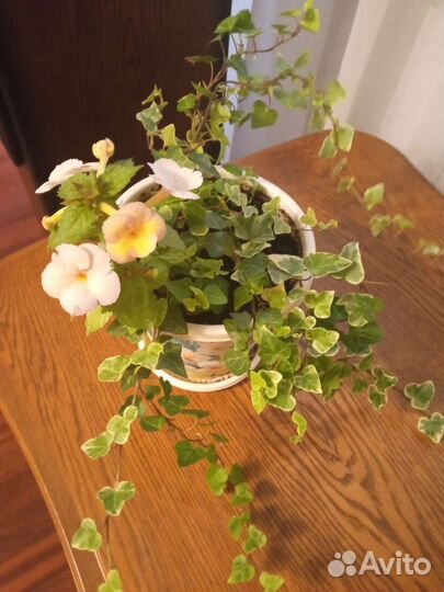 Плющ вариегатный и ахименес