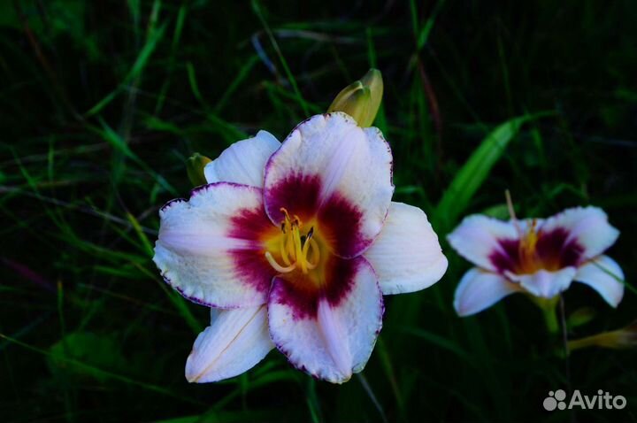 Лилейники разные