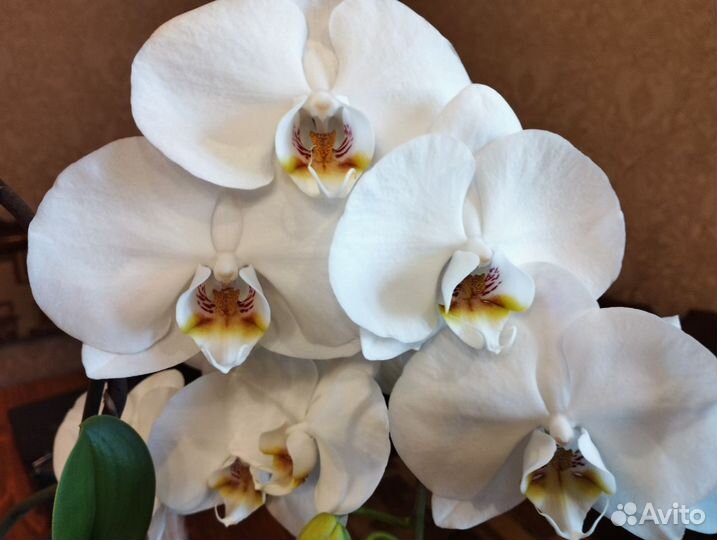 Семена Орхидеи