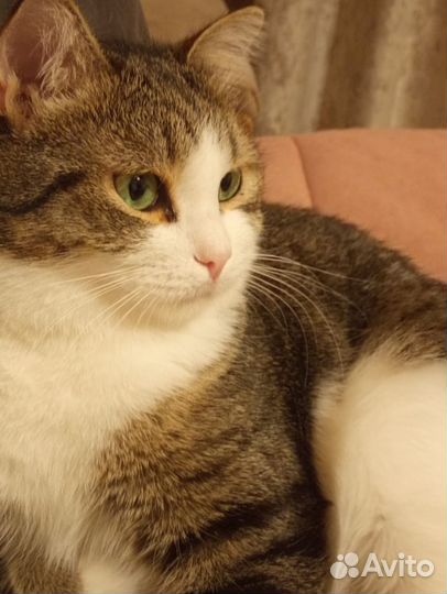 Хасик - идеальный кот