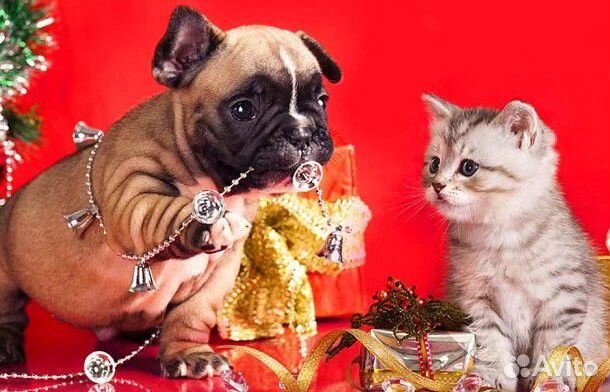 Зоогостиница.передержка животных