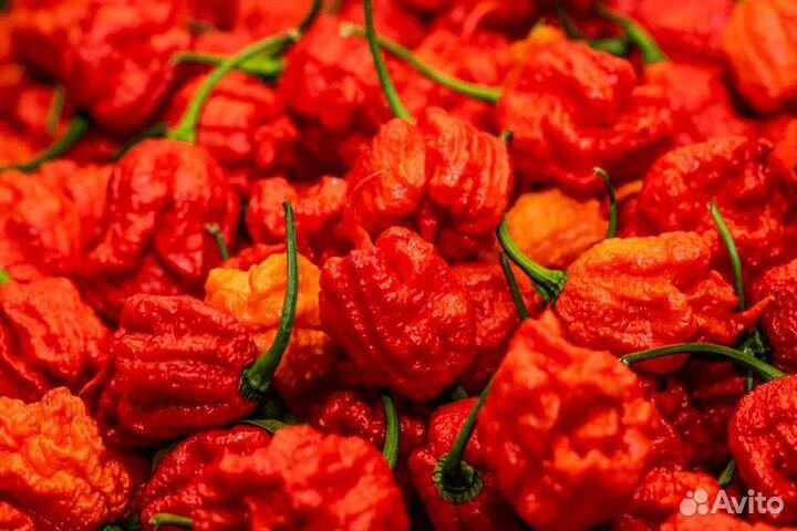 Разные сорта перца острого и суперострого